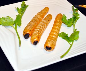 bamboo larvae