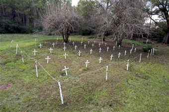 graveyard at Dozier's school yard