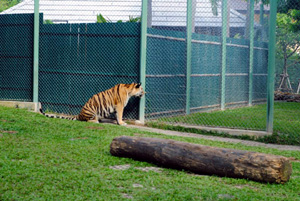 Tiger looking out of the fencce
