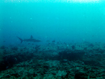 Shark I saw in Jupiter, Florida while diving
