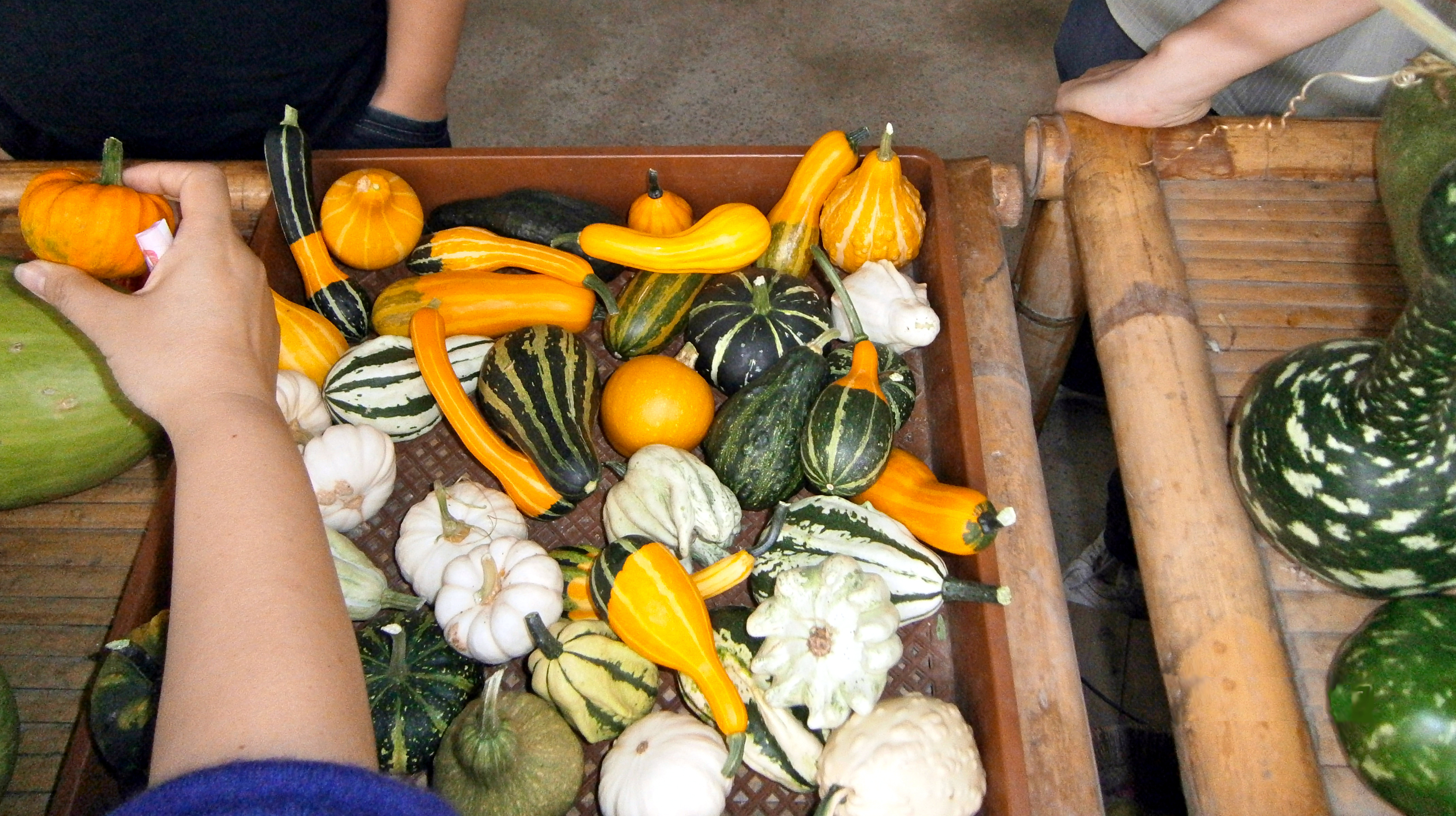 selection of gourds