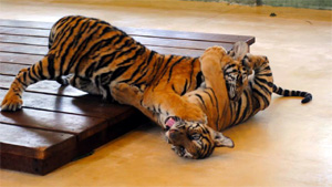 Tigers playing
