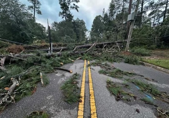 Photos of trees blocking road in Dothan Alabama